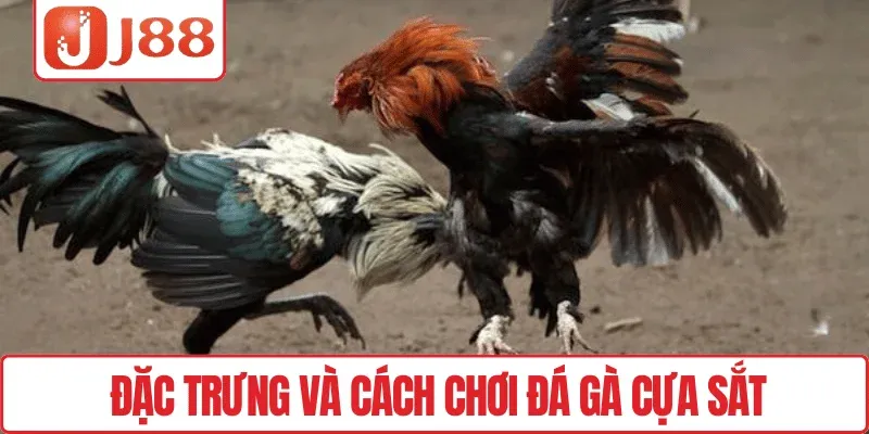 Đặc trưng và cách chơi đá gà cựa sắt