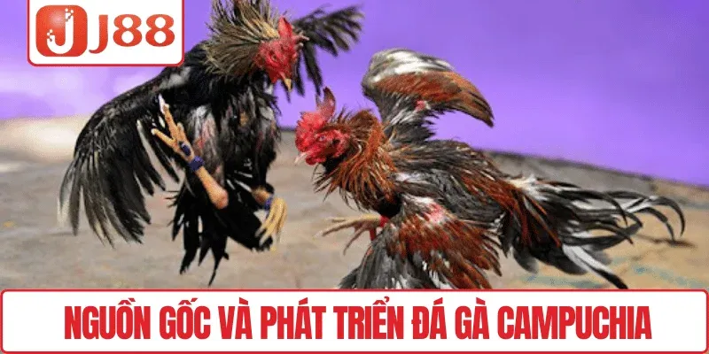 Nguồn gốc và phát triển đá gà Campuchia